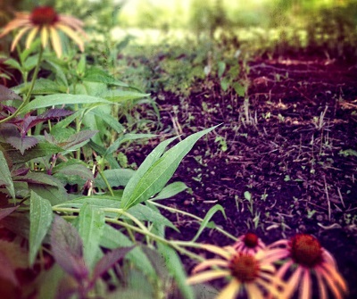 Colorado Gardening with Water Efficiency