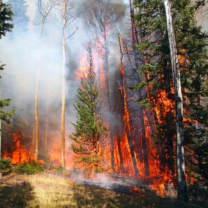 How Wildfires Are Threatening Drinking Water—and What Colorado Homeowners Can Do About It
